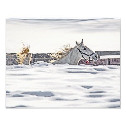 Impression Photo Cheval Blanc Galopant Dans La Neige (Devant)