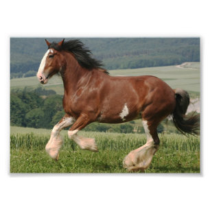 Impression Photo Cheval de Clydesdale