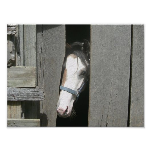 Impression Photo Cheval de Pékin (Devant)