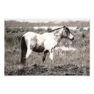 Impression Photo Cheval de style Pencile