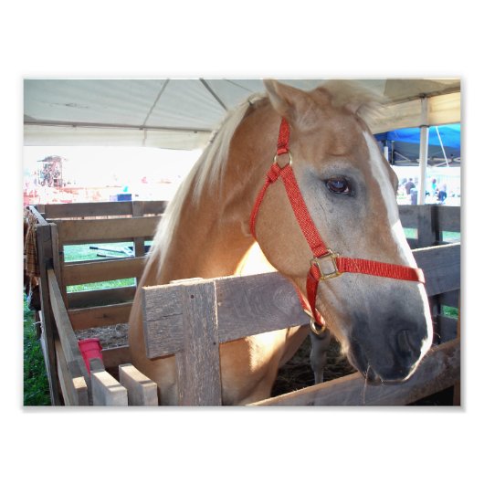 Impression Photo Cheval doux (Devant)