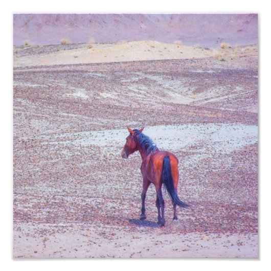 Impression Photo Cheval du désert P8640 (Devant)