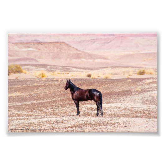 Impression Photo Cheval du désert P8664 (Devant)
