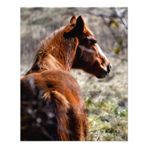 Impression Photo Cheval majestueux à la ferme Georgia, USA