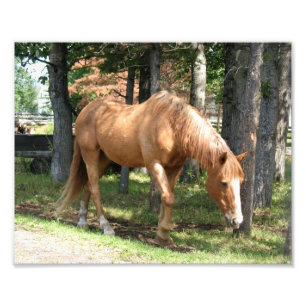 Impression Photo Cheval Palomino