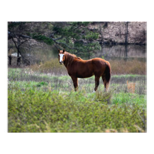 Impression Photo Cheval regardant en arrière