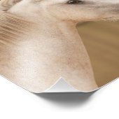 Impression Photo Cheval sauvage blanc (Coin)