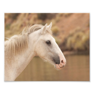 Impression Photo Cheval sauvage blanc