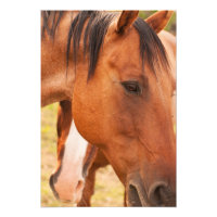 Cheval Se Cache Derrière Le Cheval