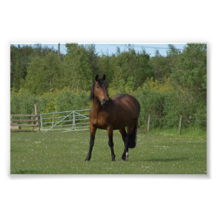Impression Photo Cheval solitaire