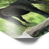 IMPRESSION PHOTO CHEVAUX (Coin)