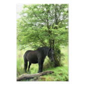 IMPRESSION PHOTO CHEVAUX (Devant)