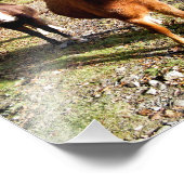 IMPRESSION PHOTO CHEVAUX (Coin)