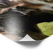 IMPRESSION PHOTO CHEVAUX (Coin)