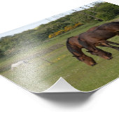 Impression Photo Chevaux (Coin)