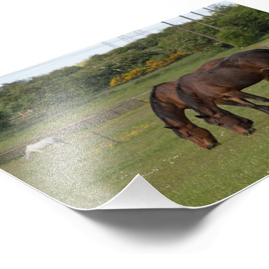 Impression Photo Chevaux (Coin)