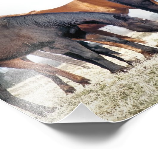 IMPRESSION PHOTO CHEVAUX (Coin)