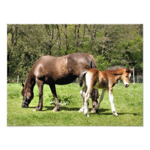IMPRESSION PHOTO CHEVAUX