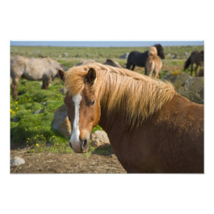 Impression Photo Chevaux islandais dans le nord-est de l'Islande.
