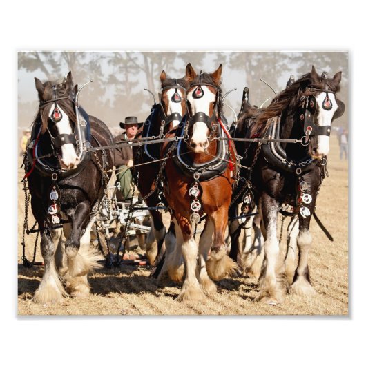 Impression Photo Chevaux labourant un champ (Devant)