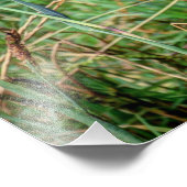 Impression Photo Chèvres (Coin)