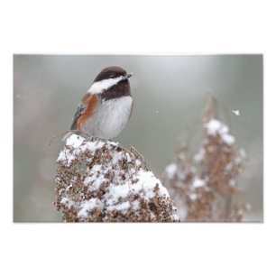 Impression Photo Chickadee soutenu par châtaigne dans la neige