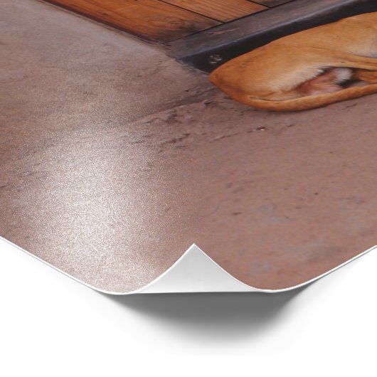 Impression Photo Chien au repos (Coin)