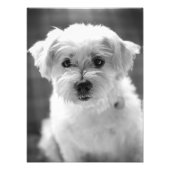 Impression Photo Chien blanc - Bonjour ! (Devant)