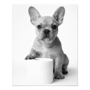 Impression Photo Chien Bouledogue Français Minimaliste Drôle Garde