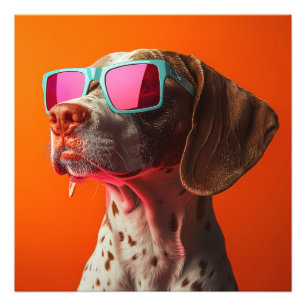 Impression Photo Chien Bracco italiano cool avec des lunettes de so