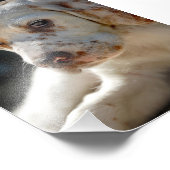 Impression Photo Chien chiot espagnol (Coin)