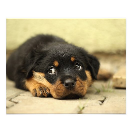 Impression Photo Chien chiot Rottweiler curieux de la vie (Devant)