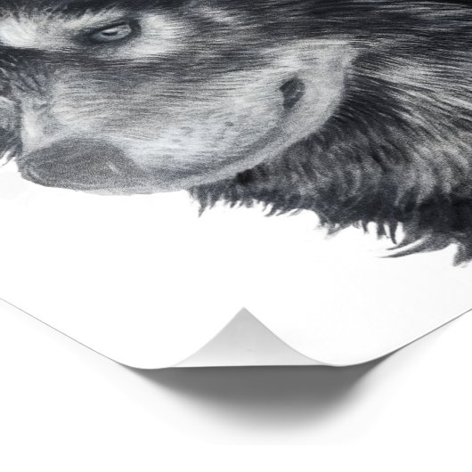 Impression Photo Chien de Balto (Coin)