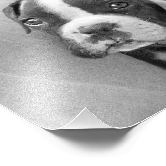 Impression Photo Chien de boîte (Coin)