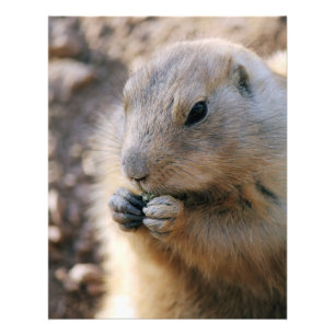 Impression Photo Chien de prairie