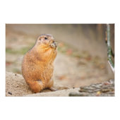 Impression Photo Chien de prairie (Devant)