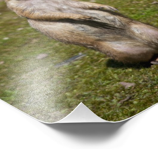 Impression Photo Chien de prairie à queue noire (Coin)