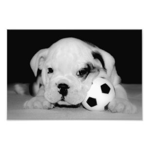 Impression Photo Chien de taule anglais "Soccer Puppy"