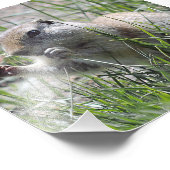 Impression Photo Chien Des Prairies Dans L'Herbe (Coin)