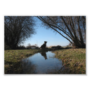 Impression Photo Chien fidèle de ferme