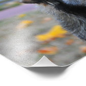 Impression Photo Chien gris (Coin)