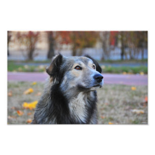 Impression Photo Chien gris