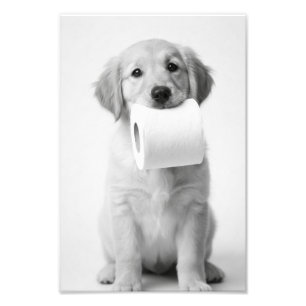 Impression Photo Chien retriever doré minimaliste toilette papier a