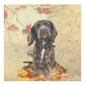 Impression Photo Chien spaniel spaniel cocker au chocolat (Devant)