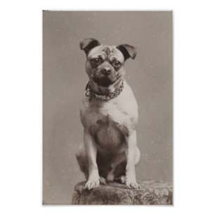 Impression Photo Chien vintage