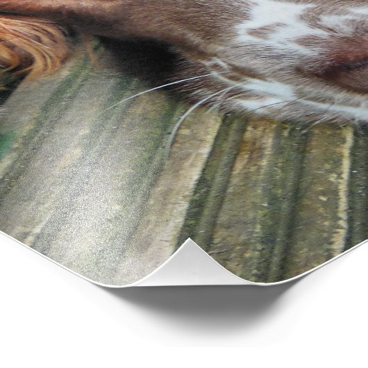 IMPRESSION PHOTO CHIENS (Coin)