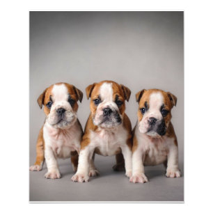 Impression Photo Chiens de taupe mignons   Cadeau Amoureux des chie