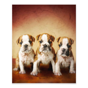 Impression Photo Chiens de taureau anglais vraiment mignons
