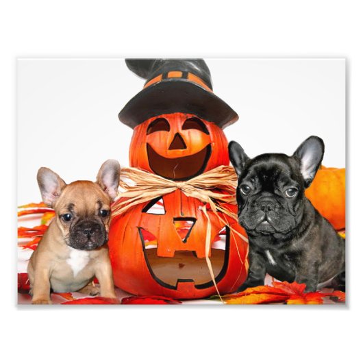 Impression Photo Chiens de taureaux français d'Halloween (Devant)