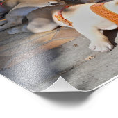 Impression Photo Chiens de taureaux français dormant (Coin)